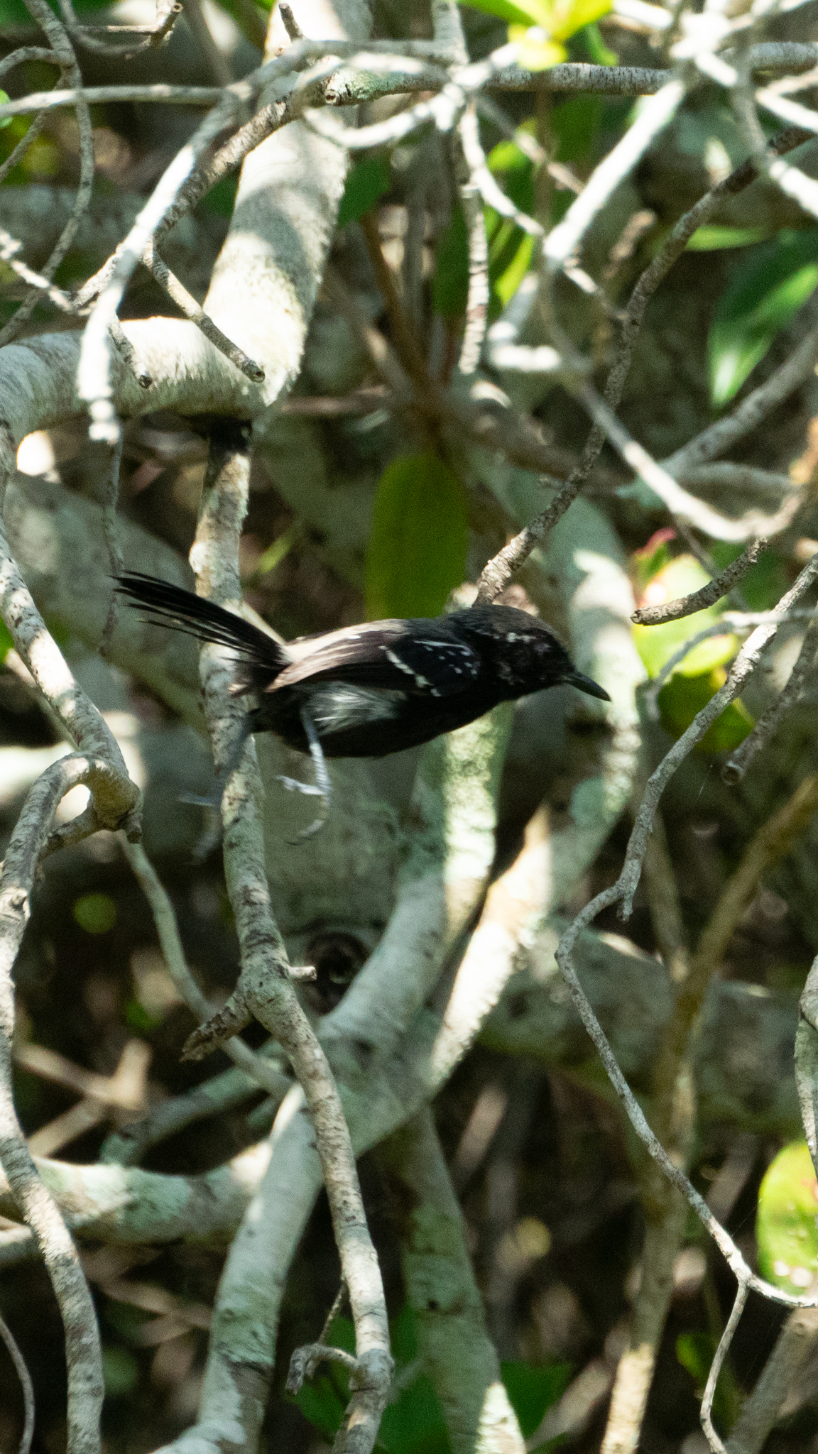 Serra Antwren (Formicivora serrana), photo 3