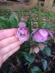 Helleboreae