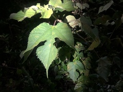 Broussonetia papyrifera