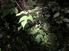 Broussonetia papyrifera