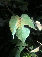 Broussonetia papyrifera