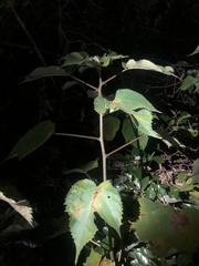 Broussonetia papyrifera