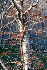 Hydrangea petiolaris