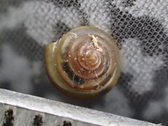 Euconulus fulvus