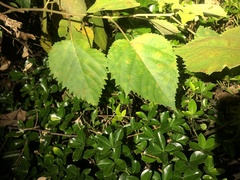 Broussonetia papyrifera