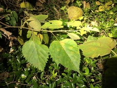Broussonetia papyrifera