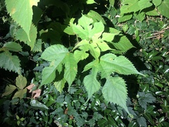 Broussonetia papyrifera