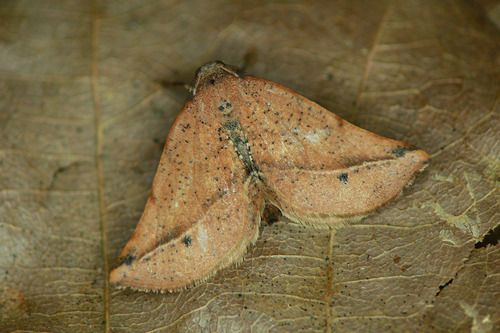 Pynthanosis