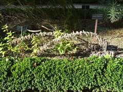 Echium boissieri