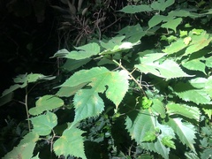 Broussonetia papyrifera
