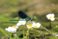 Calopteryx xanthostoma