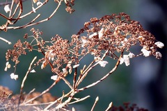 Hydrangea petiolaris