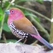 Pink-throated Twinspot - Photo (c) Phil White, some rights reserved (CC BY-NC), uploaded by Phil White