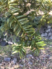 Torreya nucifera