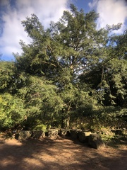 Torreya nucifera