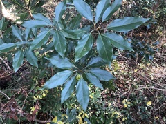 Neolitsea sericea