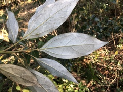 Neolitsea sericea