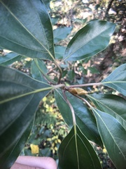 Neolitsea sericea