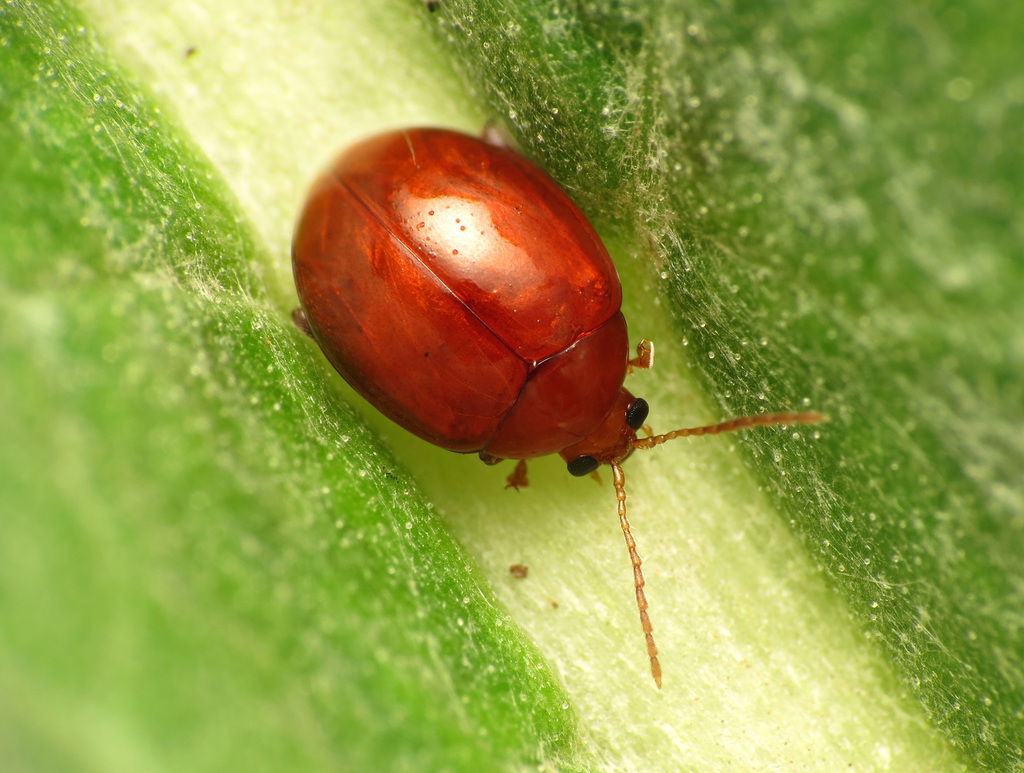 Sphaeroderma rubidum