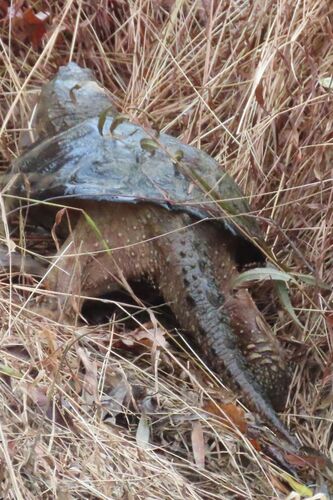 Snapping Turtle