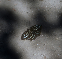 Lexias