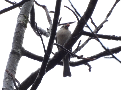 Tufted Titmouse