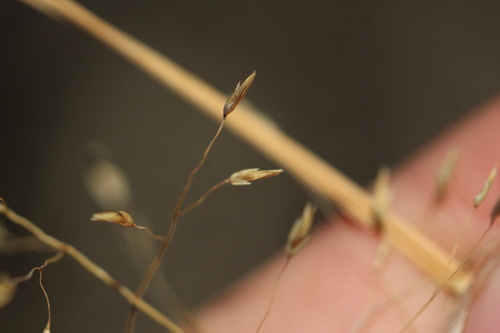 Eragrostis trichodes, photograph 4
