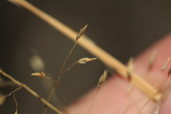 (c) Austin Saunders, some rights reserved (CC BY) Eragrostis trichodes, photograph (c) Austin Saunders, some rights reserved (CC BY)