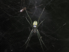 Cyrtophora cylindroides