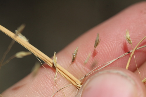 Eragrostis trichodes, photograph 5
