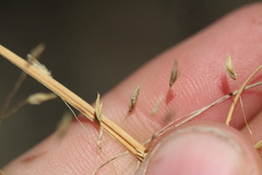 (c) Austin Saunders, some rights reserved (CC BY) Eragrostis trichodes, photograph (c) Austin Saunders, some rights reserved (CC BY)