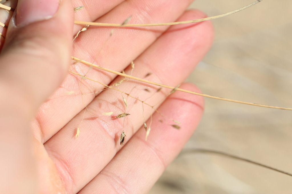 Eragrostis trichodes; photograph (c) Austin Saunders, some rights reserved (CC BY)