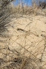 (c) Austin Saunders, some rights reserved (CC BY) Eragrostis trichodes, photograph (c) Austin Saunders, some rights reserved (CC BY)