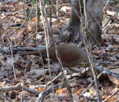 Mesitornis variegatus