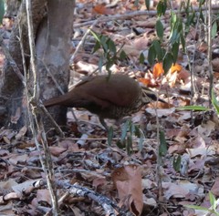 Mesitornis variegatus