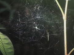 Cyrtophora cylindroides