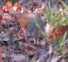 Mesitornis variegatus