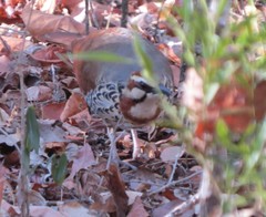 Mesitornis variegatus