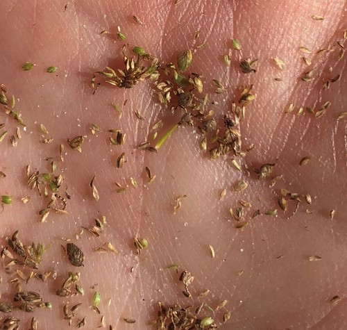 Cyperus distinctus image