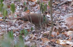 Mesitornis variegatus