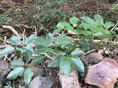 Akebia