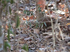 Mesitornis variegatus