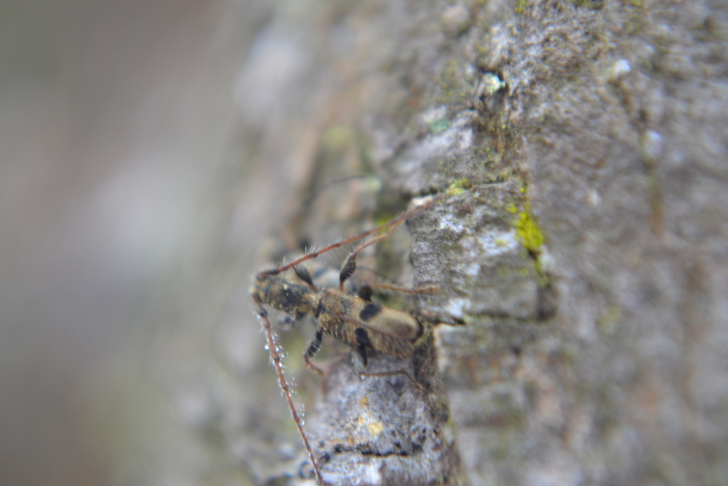 Epropetes variabile