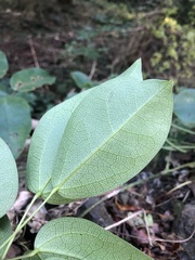 Akebia