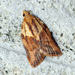 Light Brown Apple Moth - Photo (c) Ben Sale, some rights reserved (CC BY)