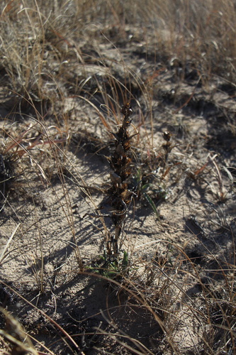 Broadbeard Beardtongue (Penstemon angustifolius)