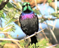 Cinnyris bifasciatus