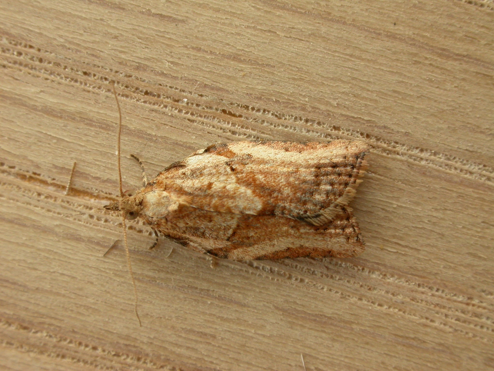 Epiphyas fruit moths in Western Australia – light brown apple moth