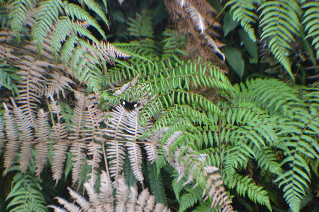 Pedaliodes pylas