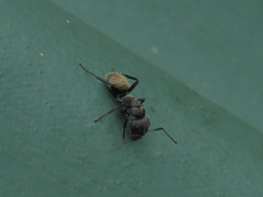 Camponotus olivieri